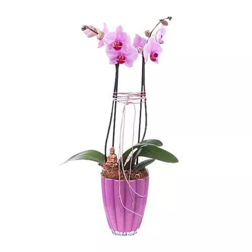 Pink Orchids Plant In Pink Pot