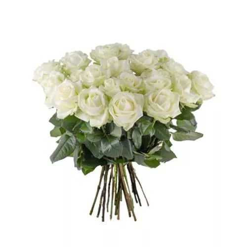 Bunch of Tranquil White Roses