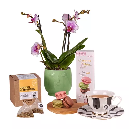 Exquisite Delights:Orchid Plant & Tea Set