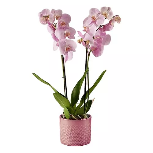 Enchanting Pink Orchid Plant