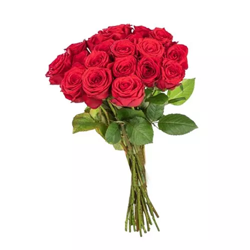 Ravishing Red Rose Elegance