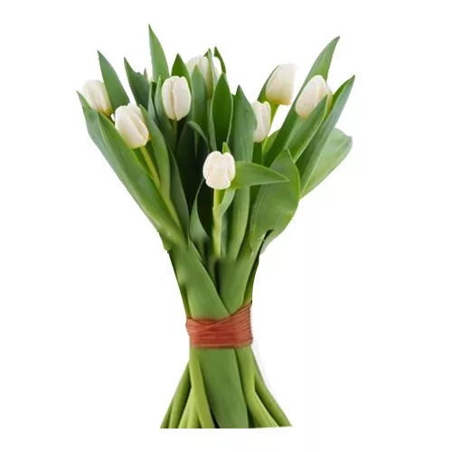 Snowy White Tulip Collection