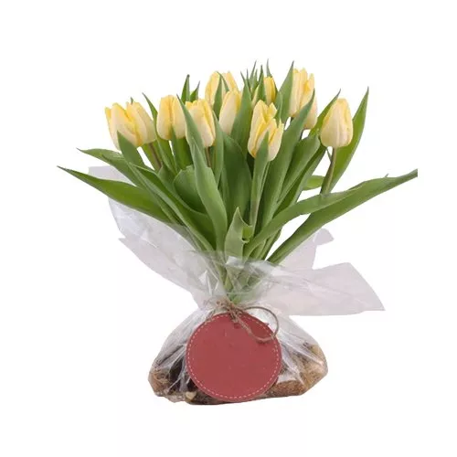 Sunny Tulip Elegance In Every Petal
