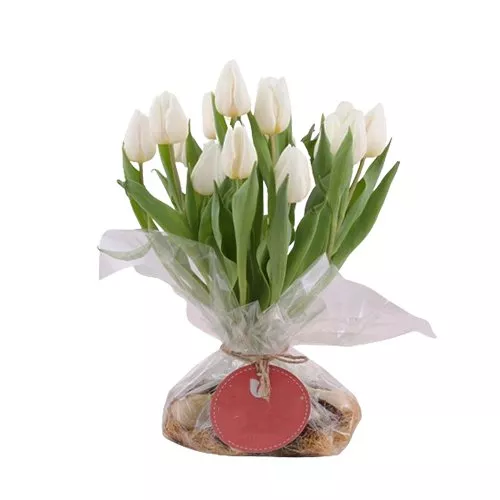 Tulip Elegance In Abundance