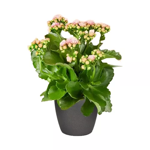 Pink Kalanchoe Succulent For Table