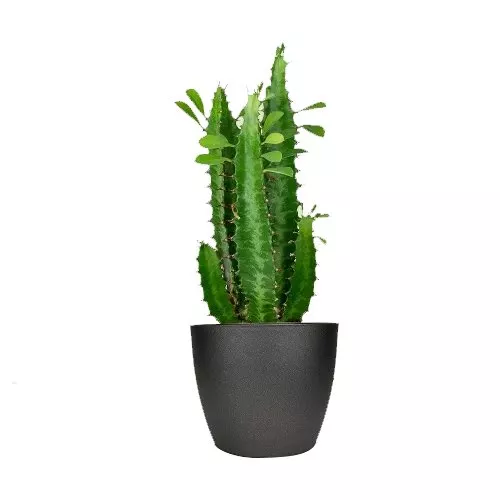 Chic Euphorbia Cactus Delight