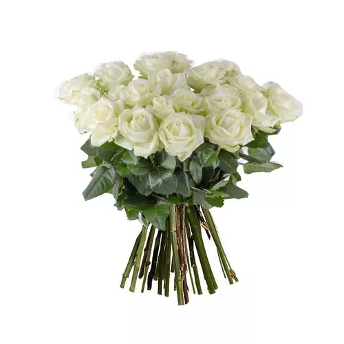 Ethereal Elegance Of White Roses