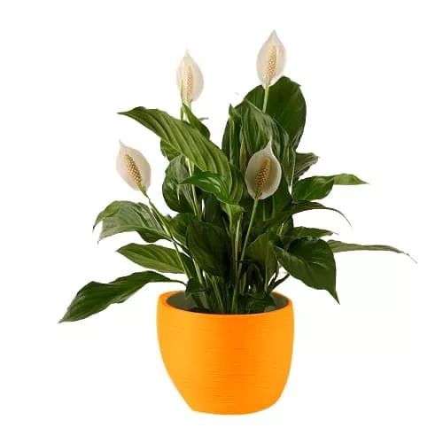 Serene Beauty Of The Peace Lily