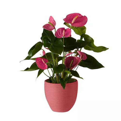 The Beauty Of Pink Anthurium