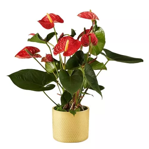 An Elegant Red Anthurium